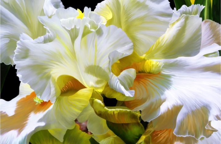 Iris